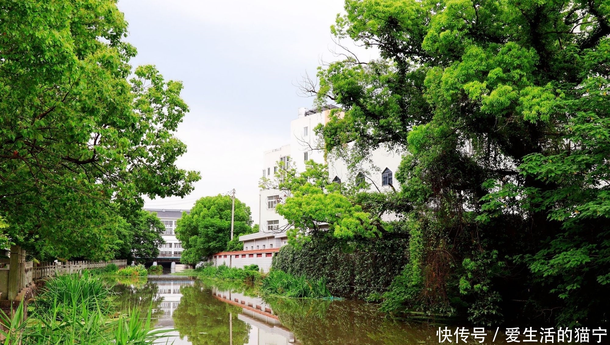 马鞭草花|宁波小灵峰下的这个乡村，宋高宗曾来避难，有花海有名刹，美极了