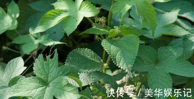 拉拉藤|农村地里一种常见野草,是治“皮肤瘙痒”的好药,一涂很快就见效