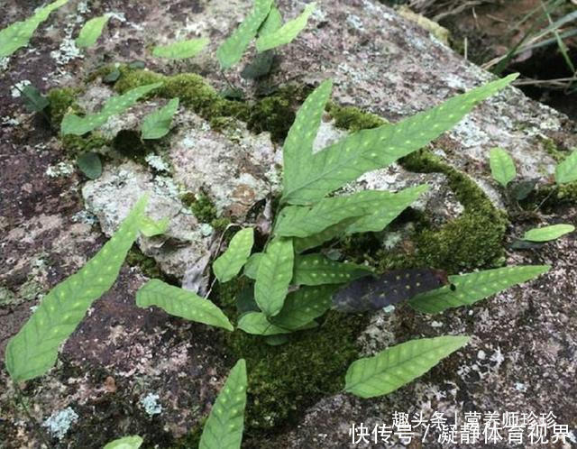 火炭母|2种野草,若你还能见到,请好好珍惜,药用价值极高,可遇不可求