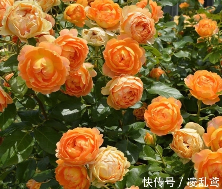 长春花|此款花卉便宜又好养，沾点水就疯长，开花勤还爱爆盆，美