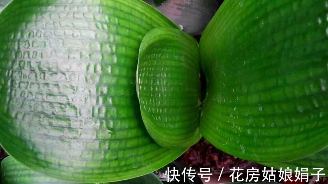 按照君子兰的生长习性来进行养殖,就不怕养不好它了,值得收藏