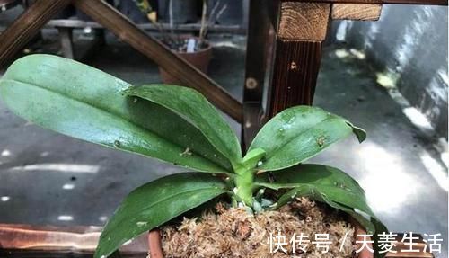 烂根|蝴蝶兰上盆时,水苔压紧好还是不压紧好?灵活应对,根粗苗壮