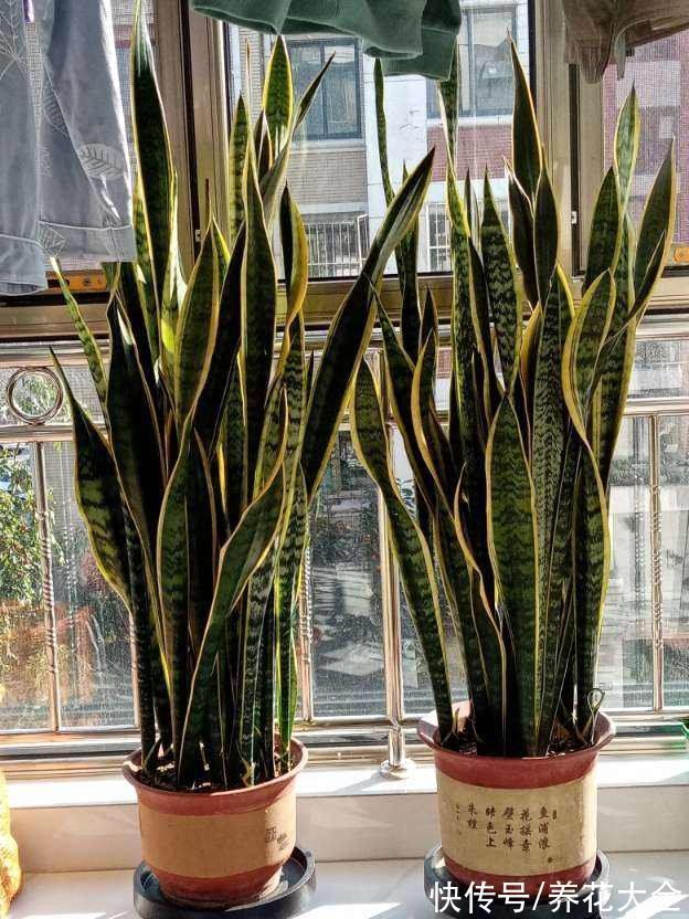 6种花冬天别浇水,浇多了就烂根,管住手最重要