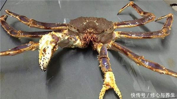 帝王蟹是螃蟹吗,只吃蟹腿不吃蟹身不嫌浪费我也是刚知道
