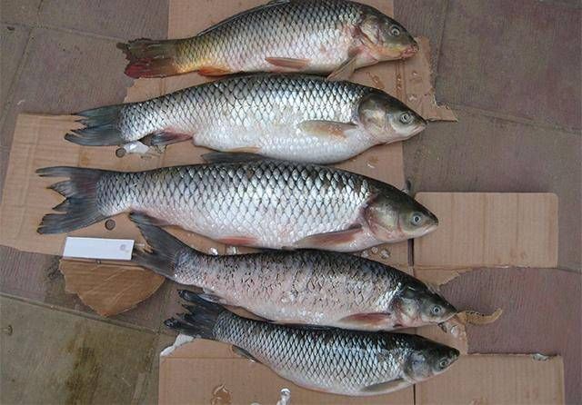 鸡血|谁说自制饵料不上鱼？老钓鱼人分享两款独家秘制饵料，助你上鱼！