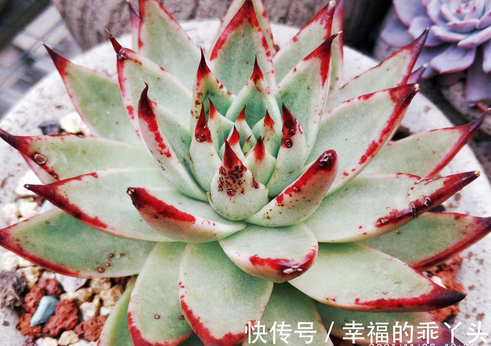 冬天|多肉冬天可以移盆，但要注意“3要点”和浇水方法，要不然难服盆