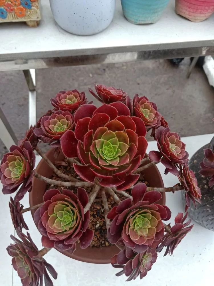 养多肉一年来的点点滴滴,一直在路上,一直惊喜不断!