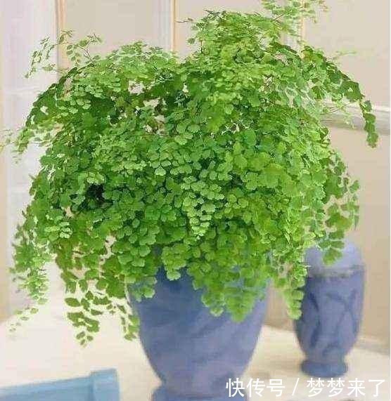 室内没有光照,养4种耐阴花卉,绿叶满盆不在话下