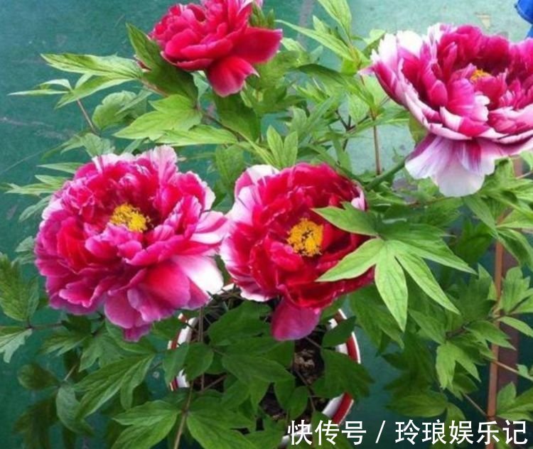 旺财|4种花好养易活，旺财又养人，开花喜庆又好养，满屋飘香！