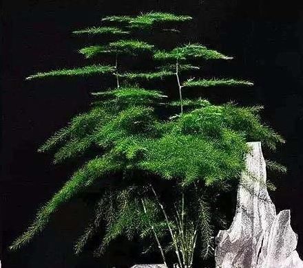 文竹长|想要文竹长的旺,最好施什么肥?知道一点施肥再也不犯难!