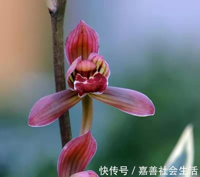 花色|同样都是色花名品，它们差距却不小，喜欢养兰的花友，千万别错过！