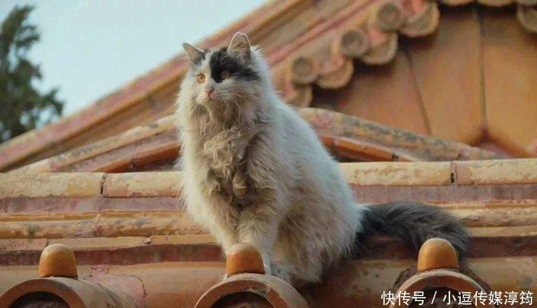 唐僧师徒|西游记有96个妖精,为啥无一只“猫妖”?专家:作者写了会没命