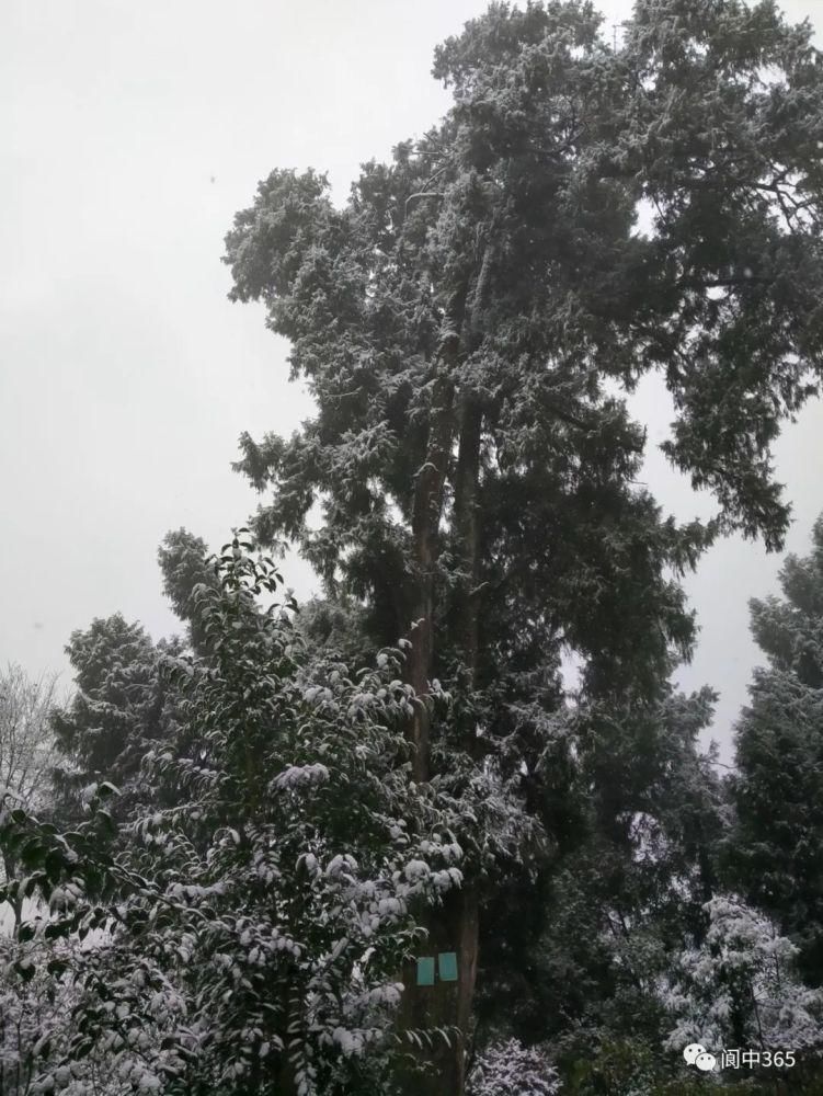 妙高镇金城山雪景图