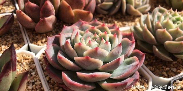 羞红|秋风轻吻,多肉,羞红了脸颊