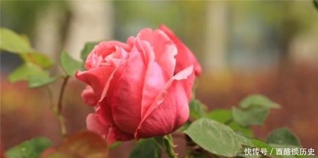 冬日明花月季四首:莫道花无百日红,此花无日不春风!