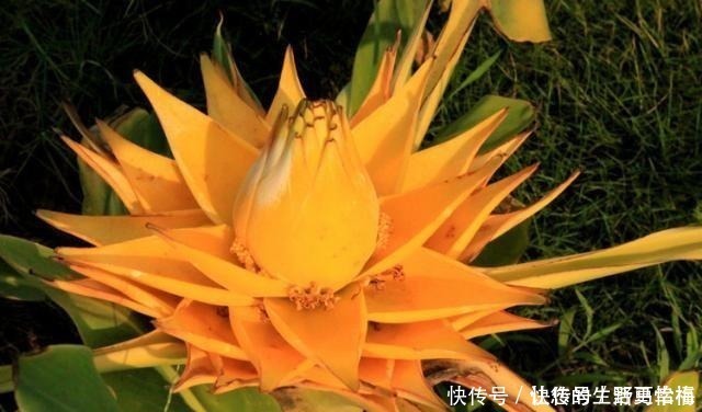 卵形|世界十大花期最长的花,全年都开的花有哪些什么花的赏花期最长!