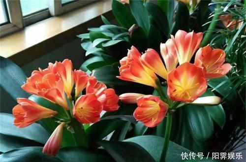 三种花,放在室内养高端大气上档次,关键是还吸甲醛,尽量养一盆