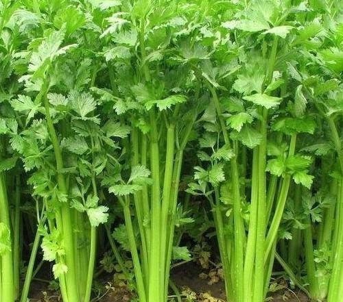 养肝|女性不想早衰,多吃的好食物,排毒养颜,养护肝脏,吃了气色好