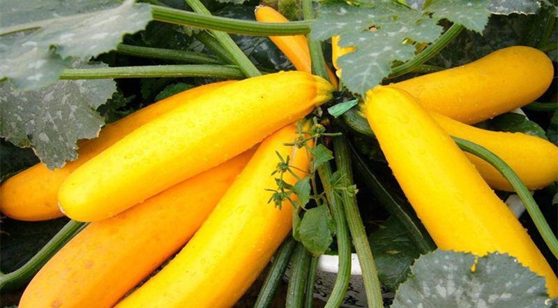 香蕉瓜|简直就是妇科问题“天敌”,手脚冰冷的女性常吃,远离宫寒