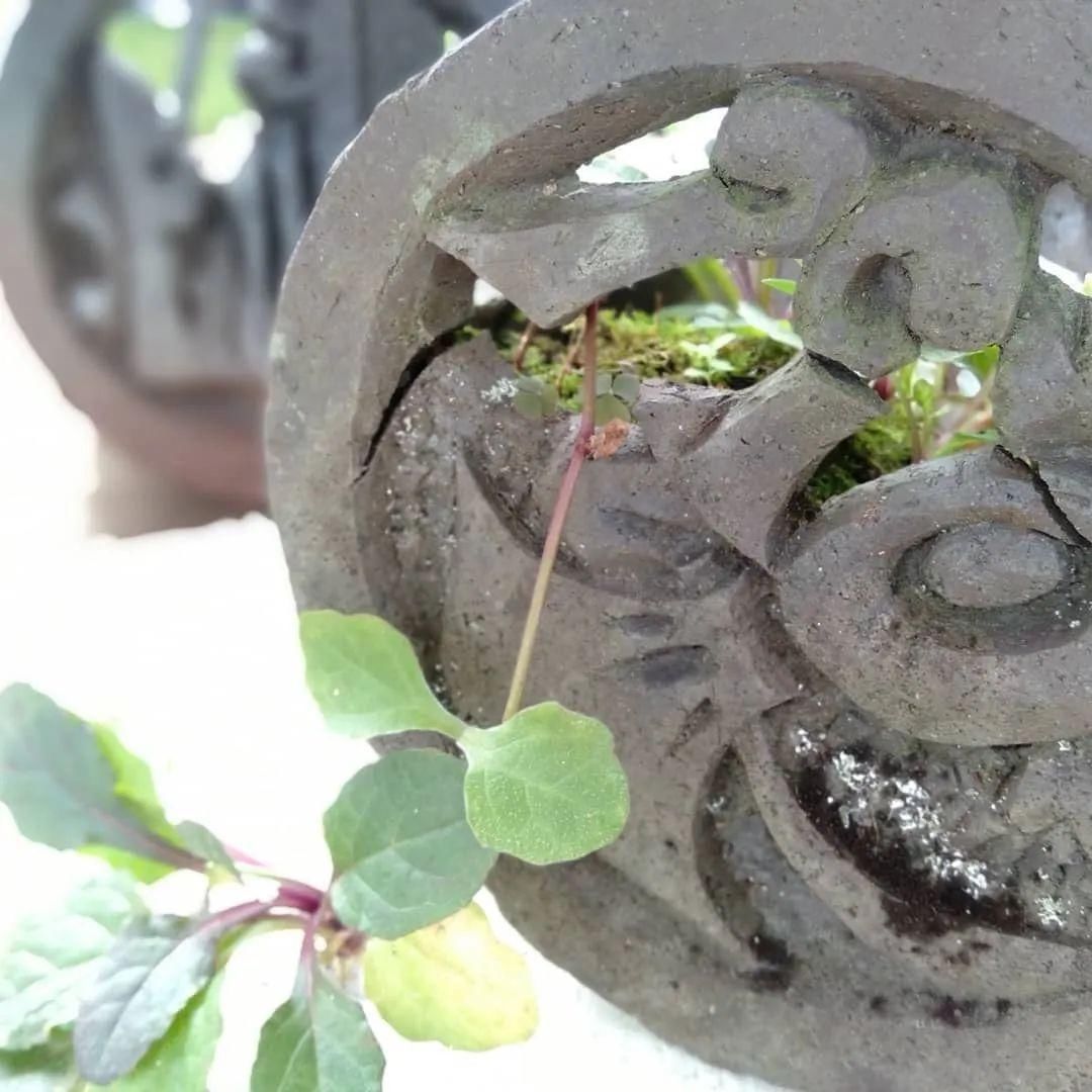 山野草，也高雅！