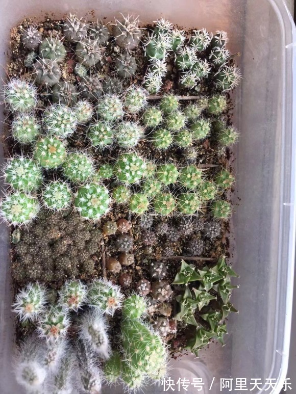 开花的仙人球,刷一下、结籽千千万,撒土里冒一盆苗!