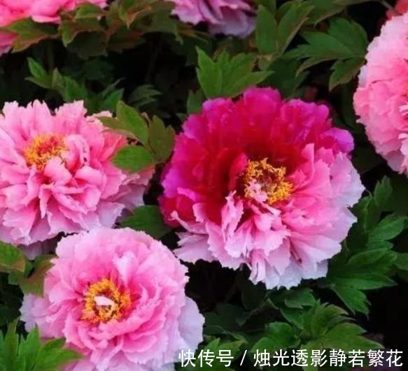 3种花养家里,个个美出状态,花朵迷人,阵阵花香,花朵大