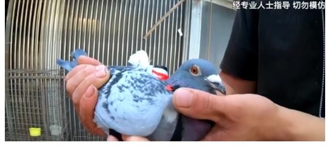 幕后花絮|咕咕咕，看鸽子视角下的建党百年庆祝大会幕后花絮！