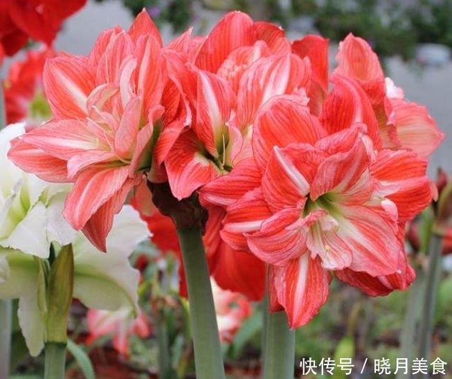 爆盆|4种花深受花友的喜欢,开花爆盆很简单,给点水就疯长,太好养