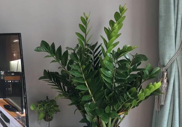 客厅4种“耐旱”花，30天不浇水，反而爆盆，枝粗叶绿适合懒人