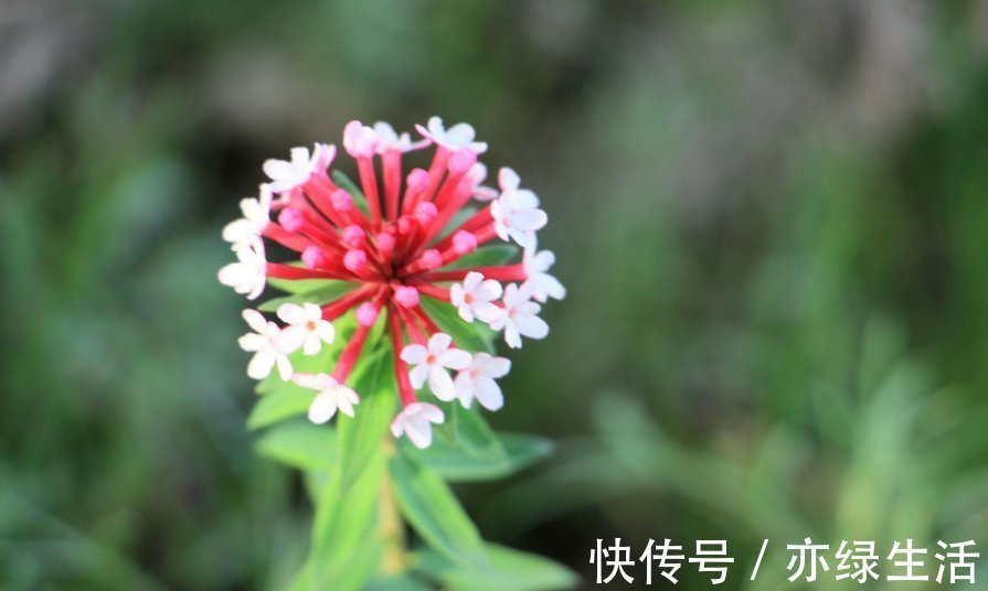 此花鲜艳多彩妖艳多姿，给人一种顽强拼搏的精神，象征着英雄本色