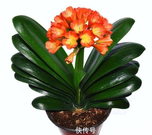 君子兰不见长是你这三点没做好,改变方法,让养殖变得轻松!