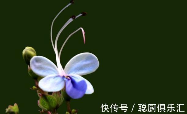 球兰|农历10月初4立冬后,养什么花?以下3种花,事事顺心吉星高照