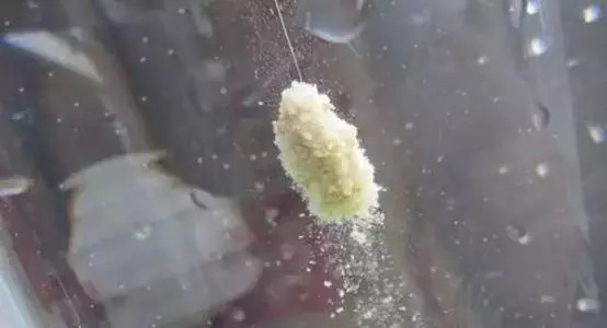 如何判断鱼饵是脱落,还是鱼在咬钩,老钓友给你支几招