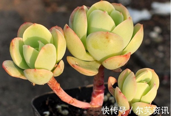 碧桃|多肉碧桃长气根怎么办以下3个原因要知道,植株健康又美观