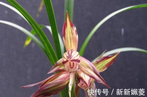 冬不湿|要想兰花养得好,这5步少不了,根正苗红就是这么养出来的