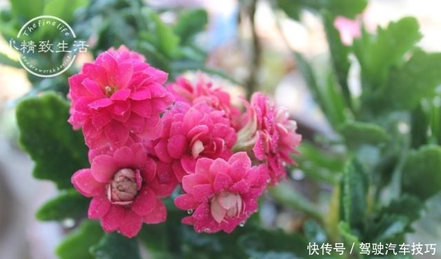 5种花将进入休眠期,在梦中度夏,睡醒有精力,开花多又艳!