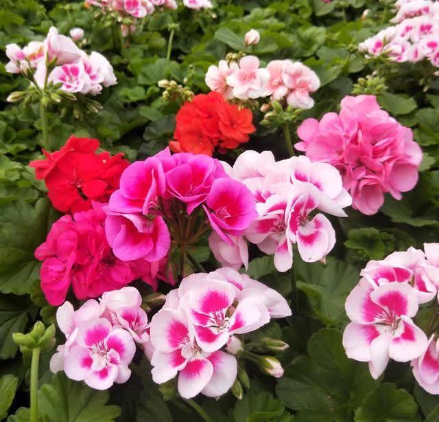 忌讳|用磷酸二氢钾促花,有“3忌”要避免,已被“证实”用错难开花