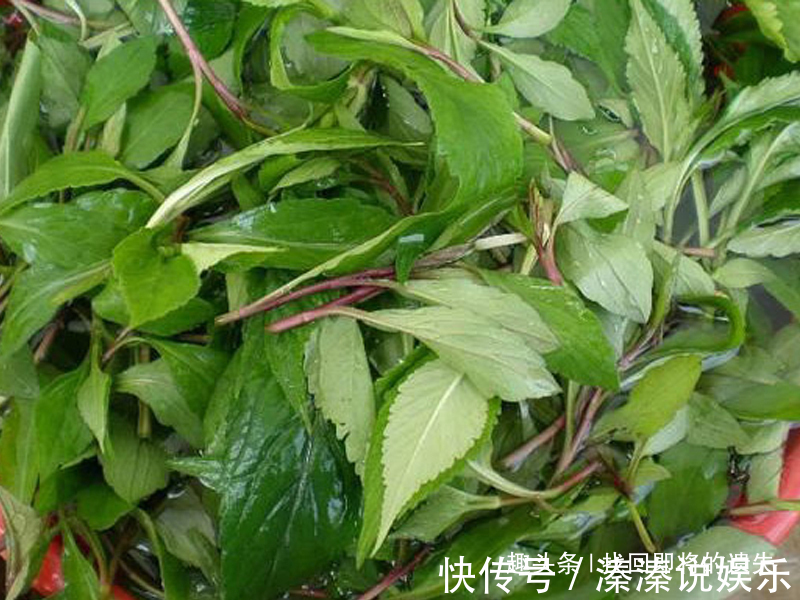 味道|儿时爱吃的3种野菜,如今已成餐馆招牌菜,味道独特,有益健康!
