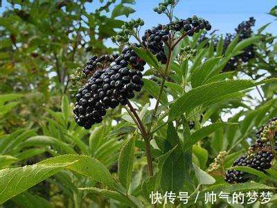 这东西，价值不输人参，昔日千金不换，如今沦为杂草，可惜了