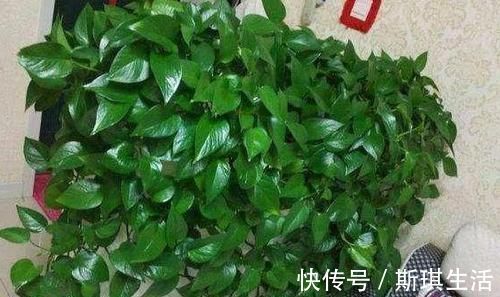 老花农养植物从不买肥料,浇水时加点它,绿萝一个月能窜上天