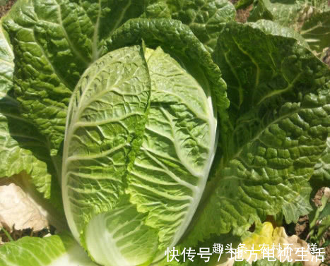 天然黄体酮|“天然黄体酮”被找到了，女人常吃，通乳散结，皮肤紧致更年轻！