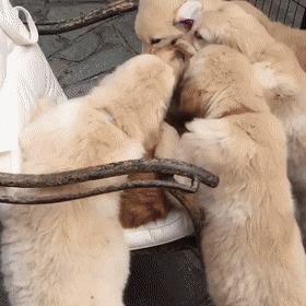 |搞笑GIF段子:算了,还是我来吧!你这拔不出来会弄疼自己的!