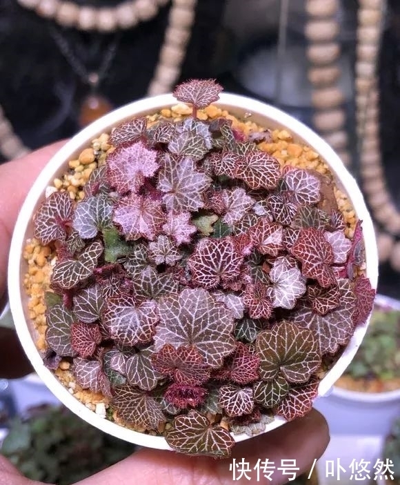 天生“体阴”的6种花，晒太阳易黄叶，阴一点反而长得绿油油！