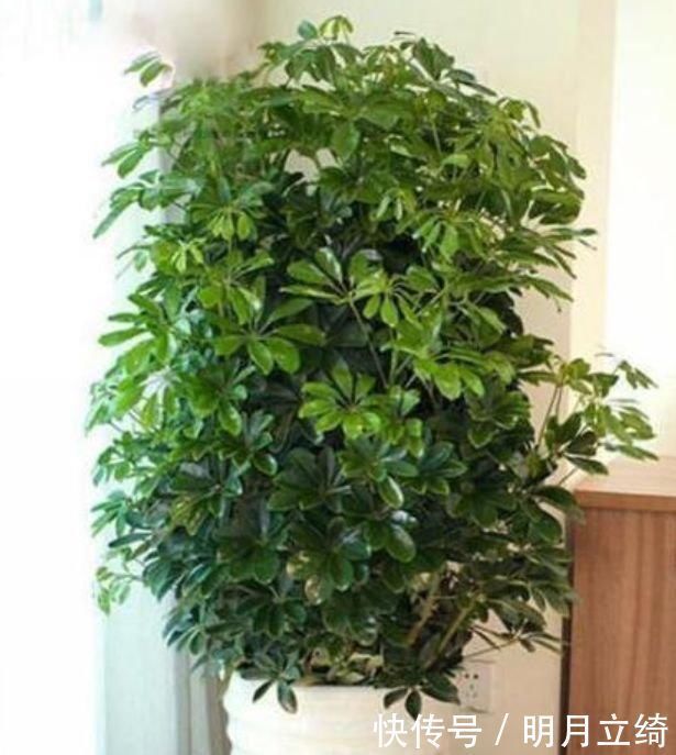 橡皮树|有钱人都养4种花,招财纳福带好运,净化空气,还有助于睡眠