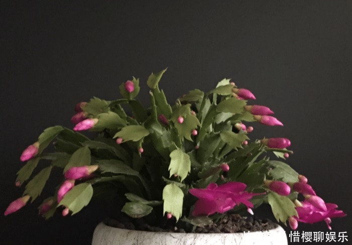 家里有此7种花,少浇水不能晒,天热要休眠早看早知道