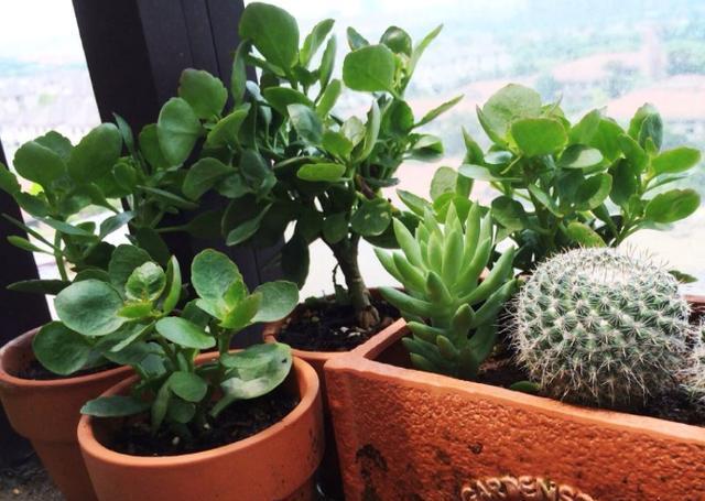 小事|夏季养长寿花,这些“小事”不要停,植株不打蔫,冬季必然开爆盆