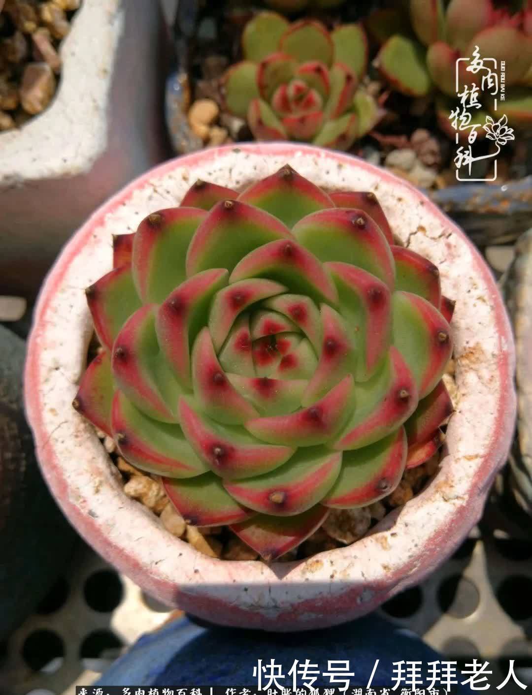 养多肉,我们到底养的是什么?