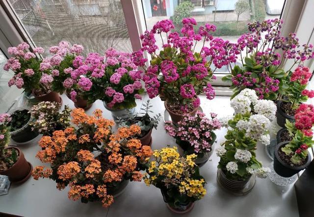 家里养盆虎皮兰,小花盆、挤着养,疯狂开花爆小崽!