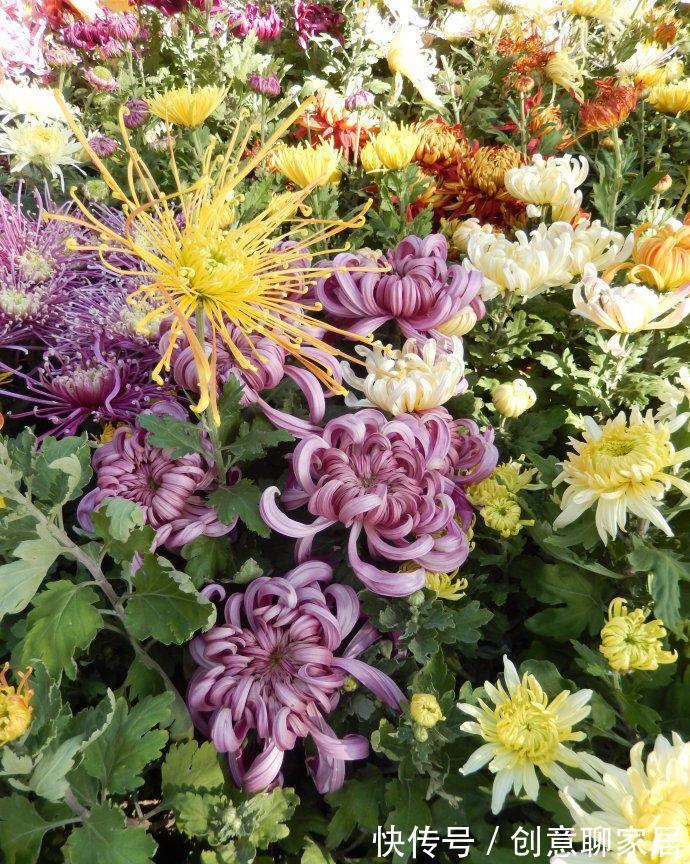 桂花|6种“黄金花”，秋天最好养，客厅摆一排，财气满满花爆棚