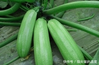 散结|5月多吃这些野菜，治糖尿病、防癌、补肾、消肿散结，有钱都难买